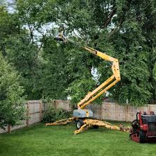 Best Fruit Tree Pruning  in Lakeview, CA