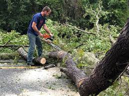 Best Tree Mulching  in Lakeview, CA