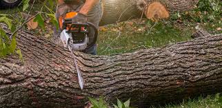 Best Palm Tree Trimming  in Lakeview, CA
