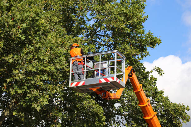 Best Tree Maintenance Programs  in Lakeview, CA