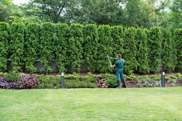 How Our Tree Care Process Works  in  Lakeview, CA