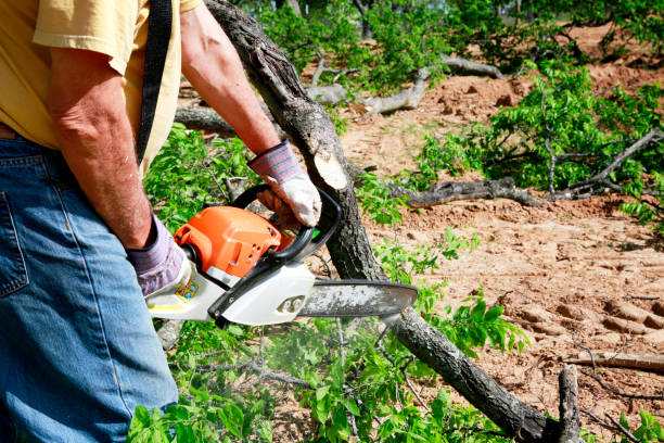 Best Tree Risk Assessment  in Lakeview, CA